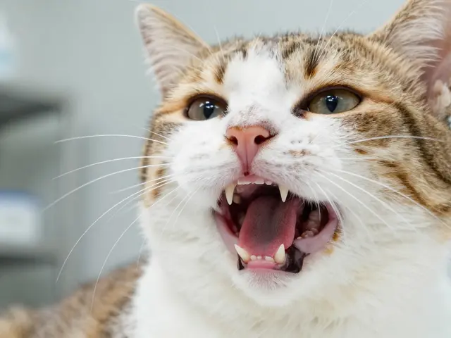 Jak odstranit kočce zubní kámen? Praktický průvodce pro majitele